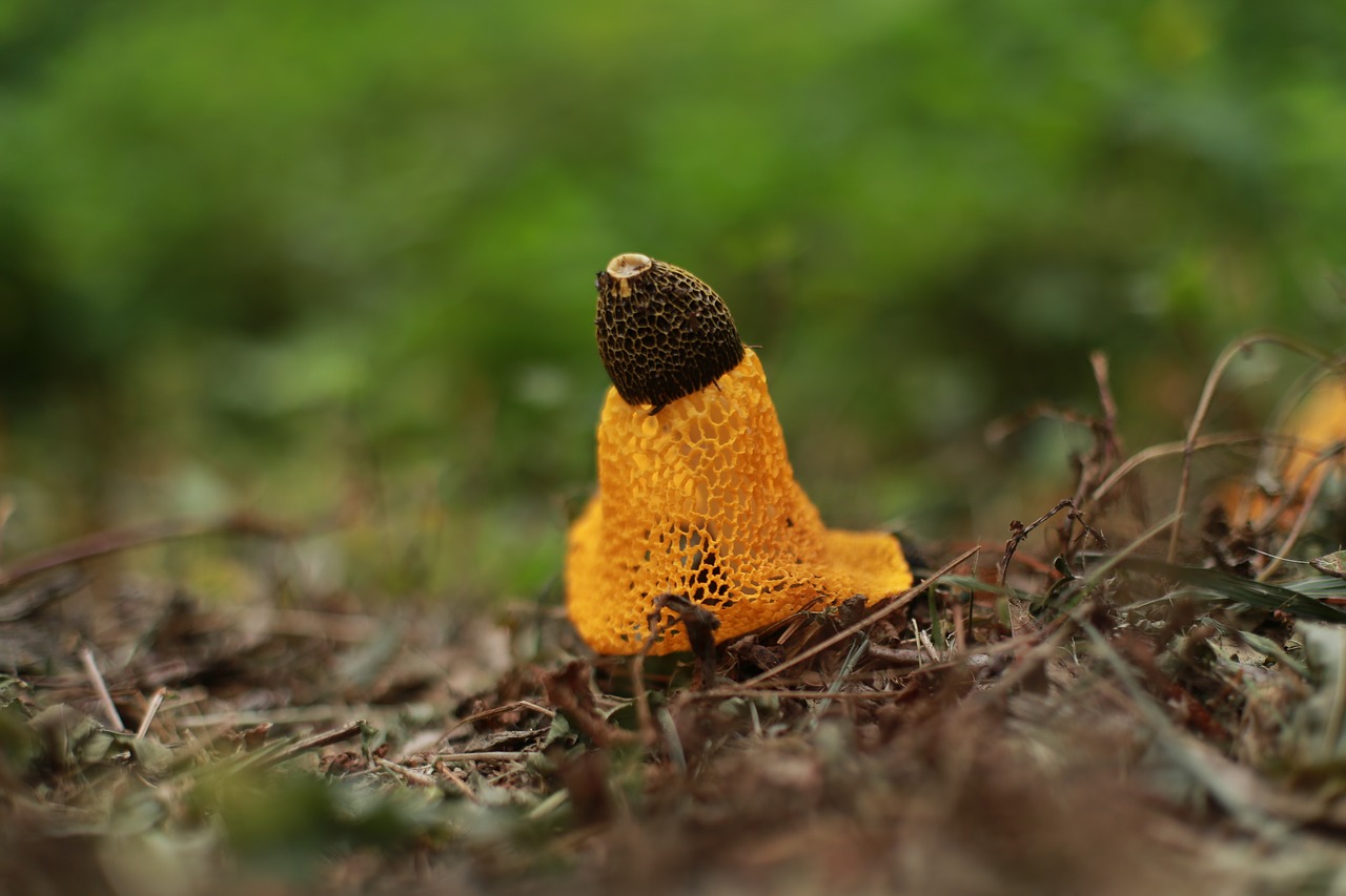 mushroom  nature  yellow free photo