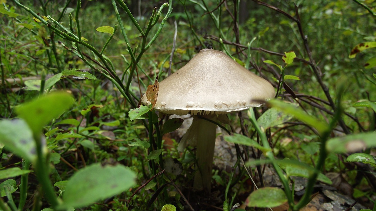 mushroom  forrest  nature free photo