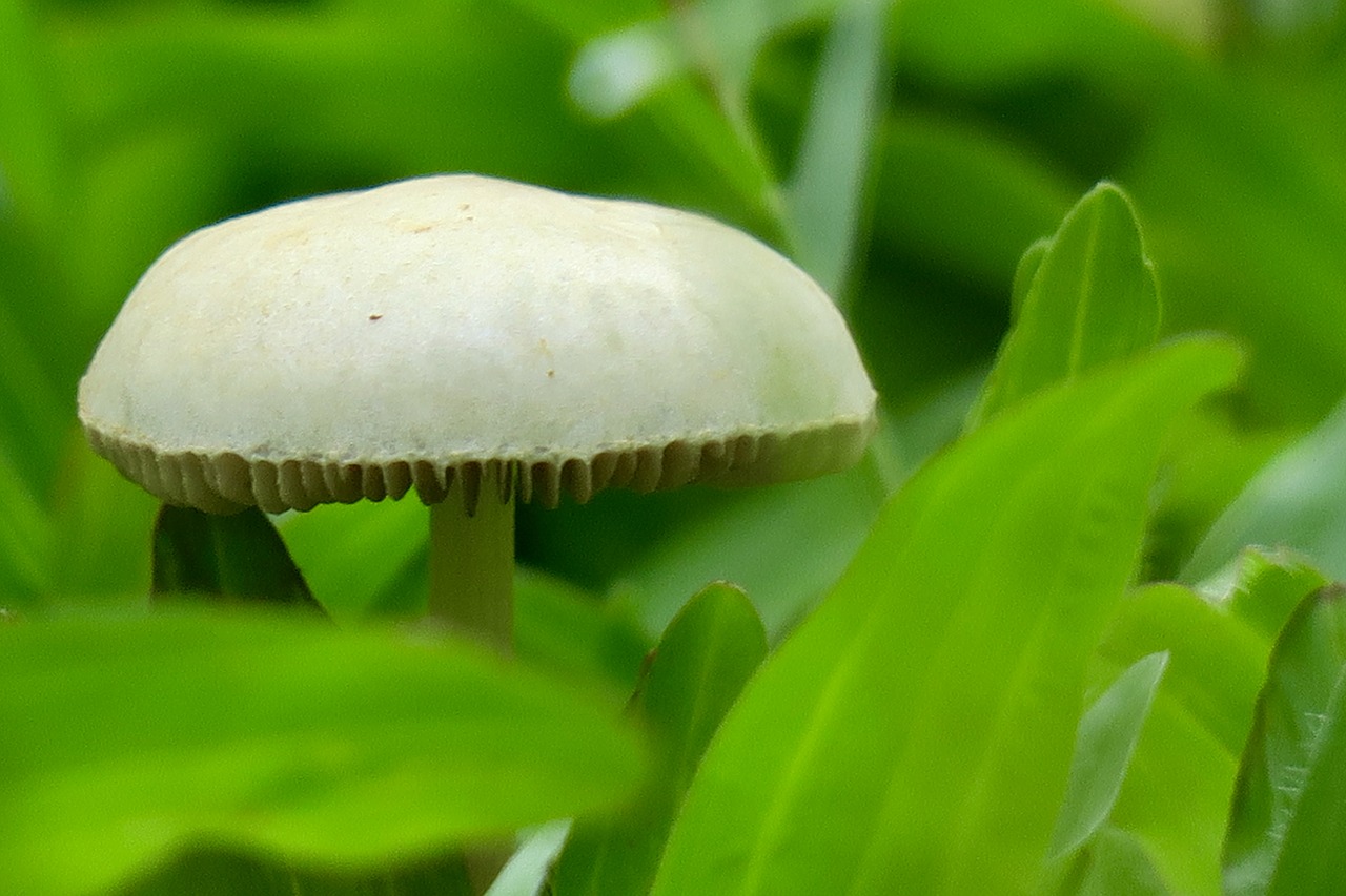 mushroom  plant  garden free photo