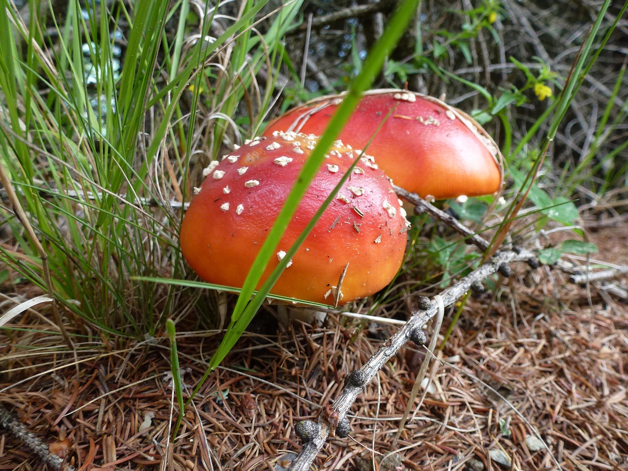 mushroom  fly agaric  nature free photo