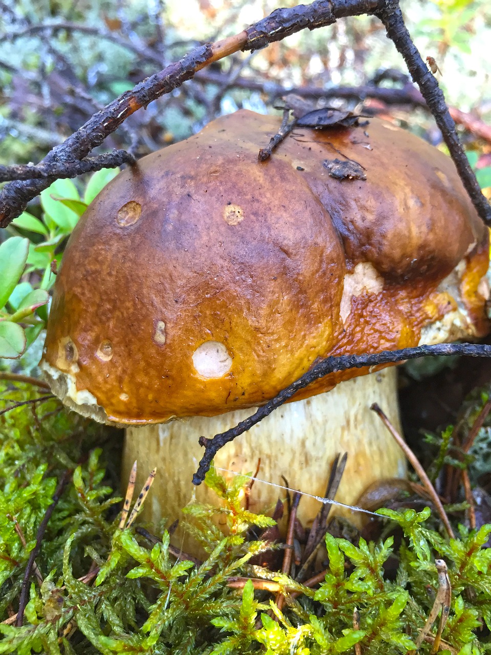 mushroom  forest  forests free photo