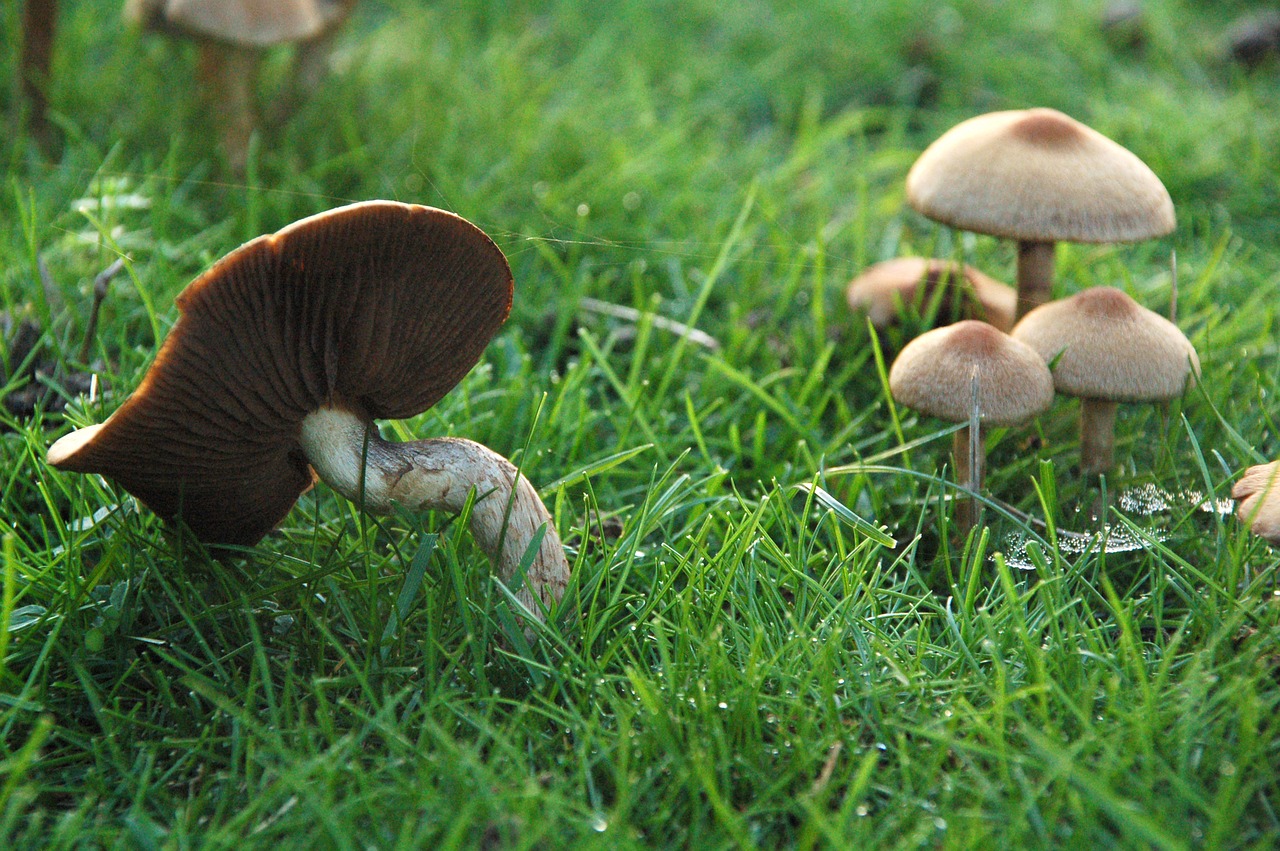mushroom  grass  fairies free photo