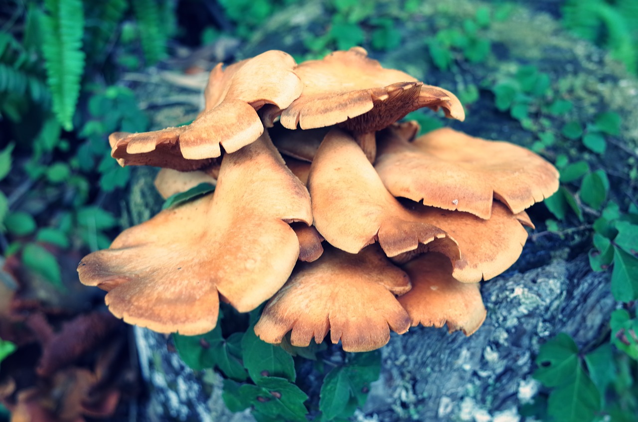 mushroom  mushrooms  shiitake mushroom free photo