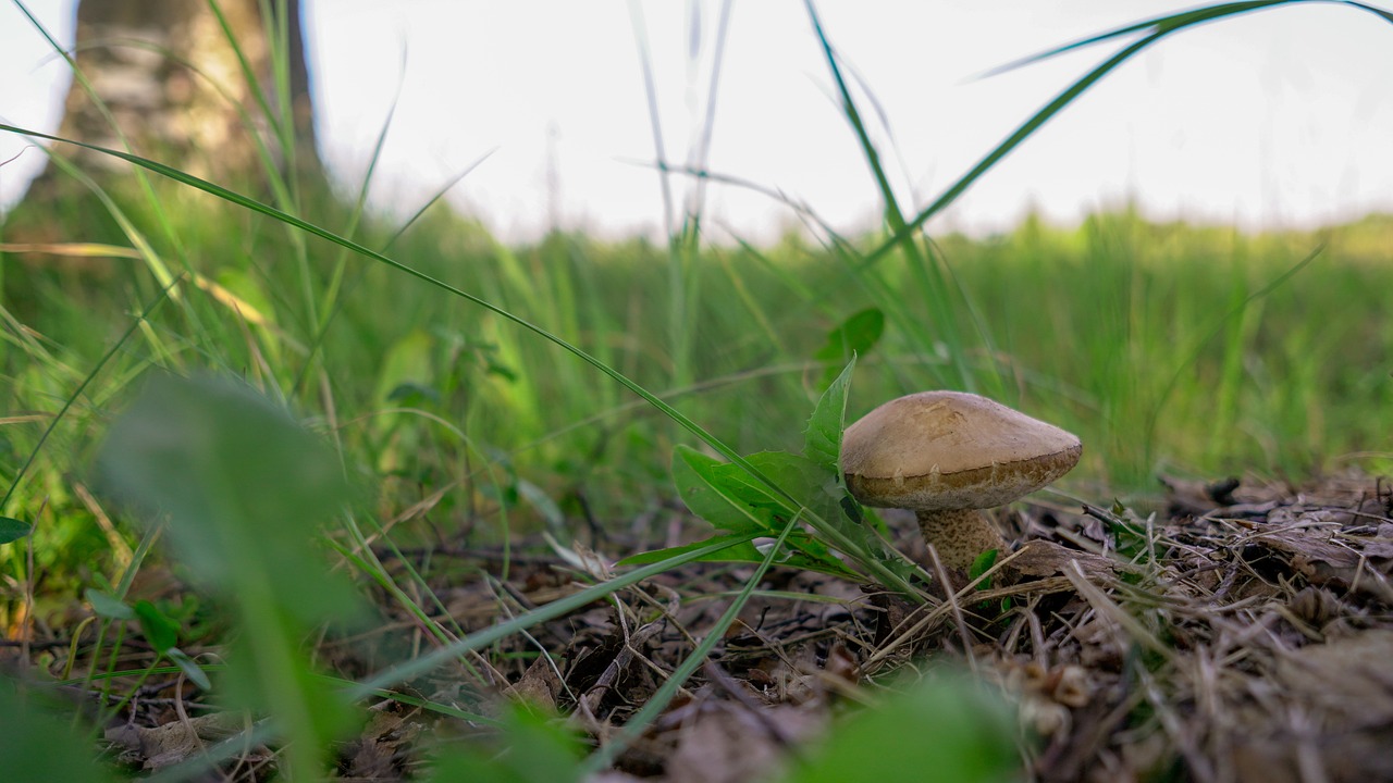 mushroom  grass  mushrooms free photo