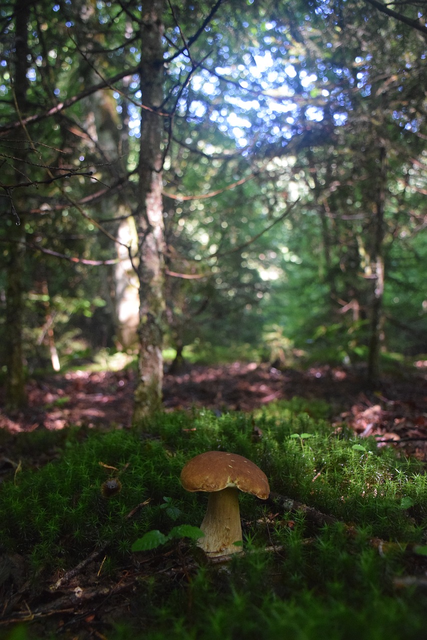 mushroom  moss  food free photo