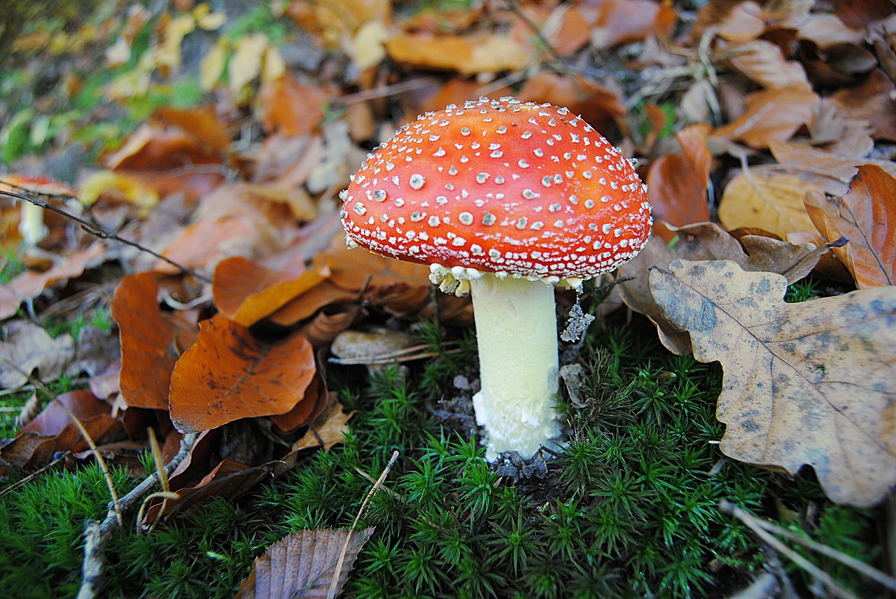 mushroom  red  leaves fall free photo