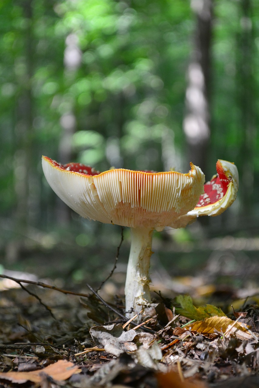 mushroom  nature  autumn free photo