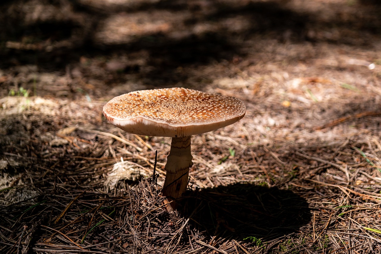 mushroom  forest  nature free photo