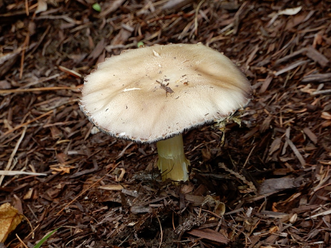 mushroom  nature  forest free photo