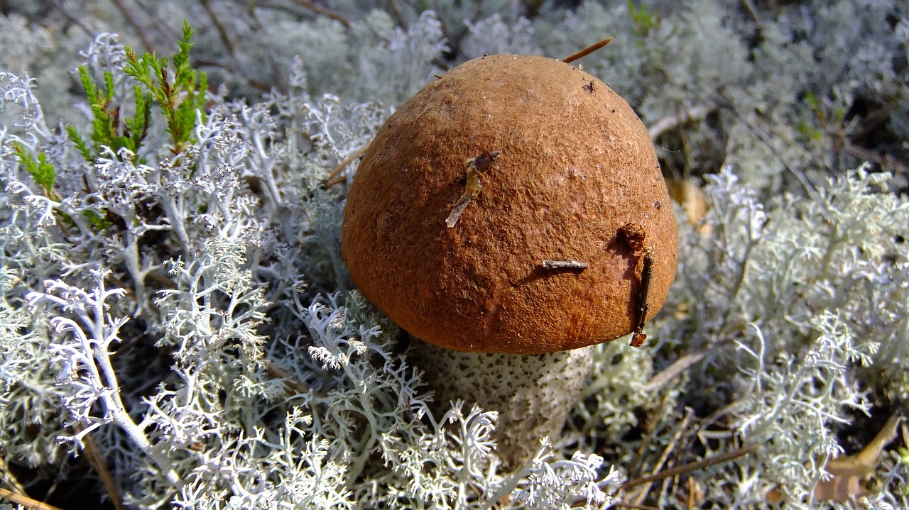 mushroom  orange-cap boletus  autumn free photo