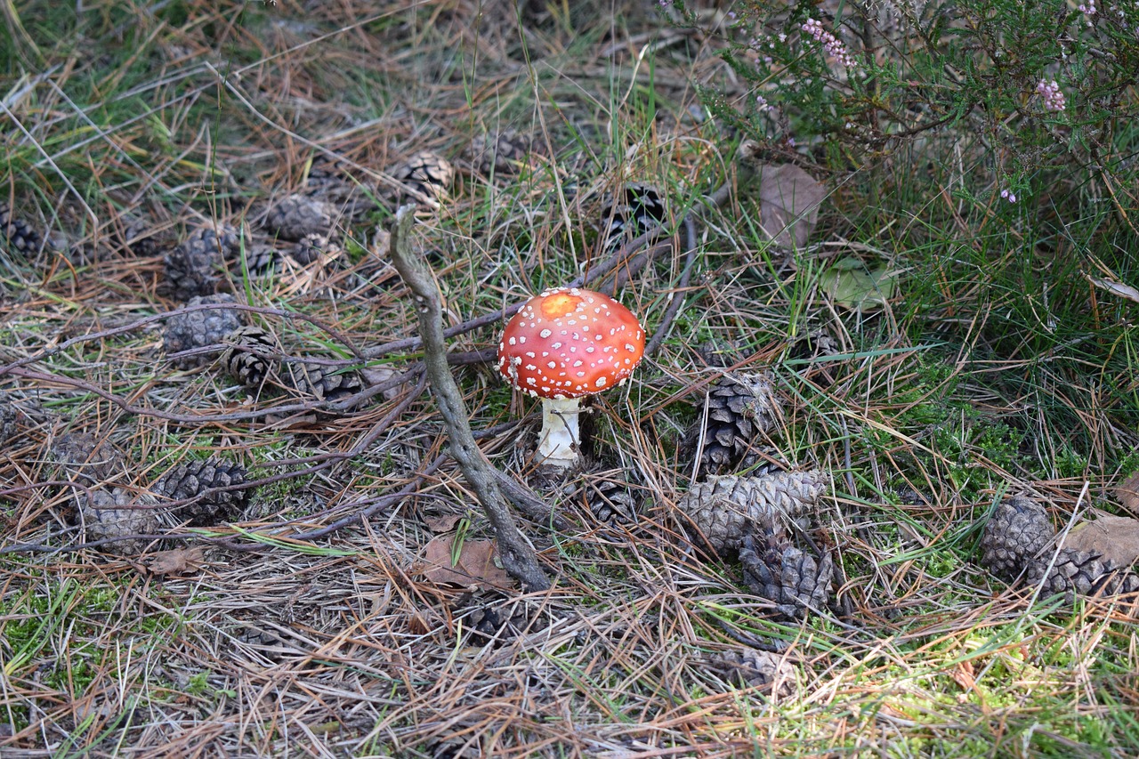 mushroom  nature  forest free photo