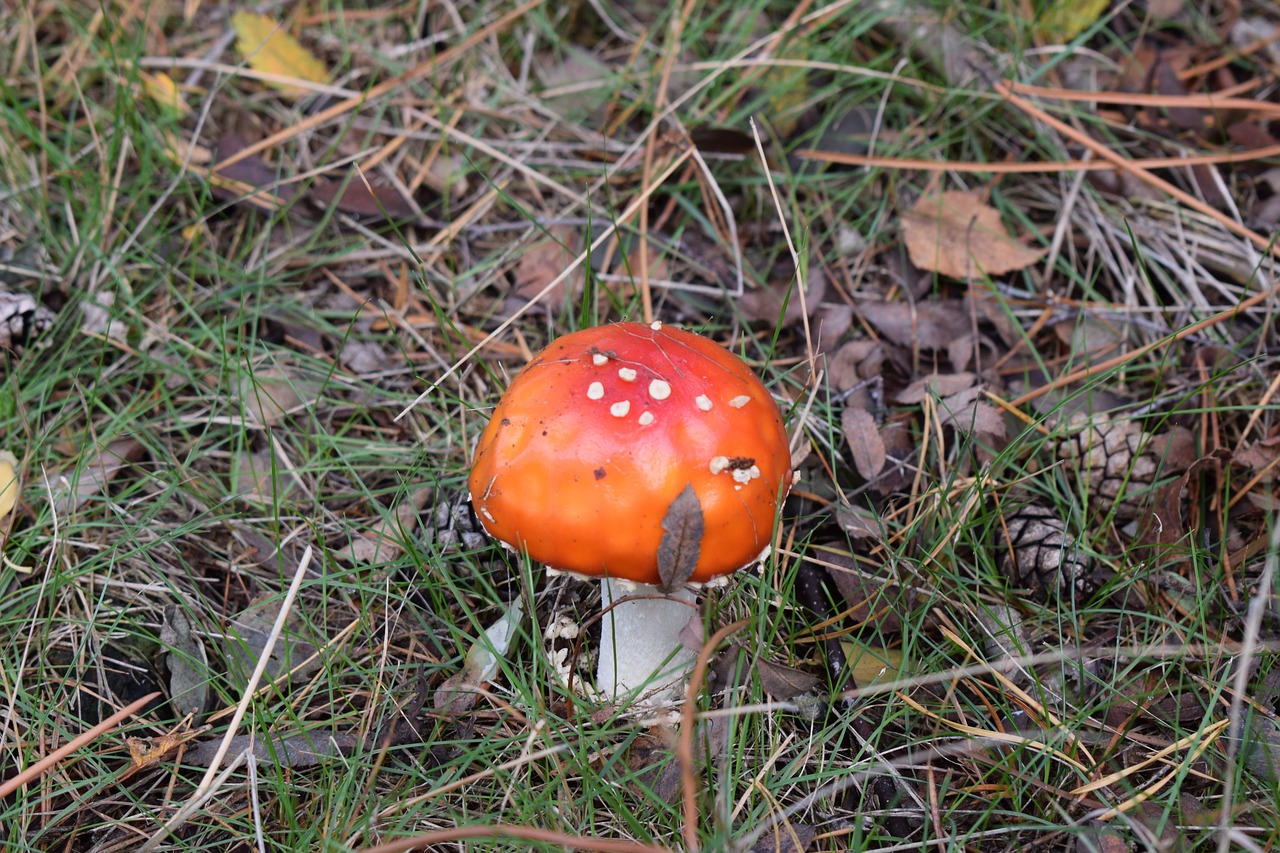 mushroom  nature  forest free photo