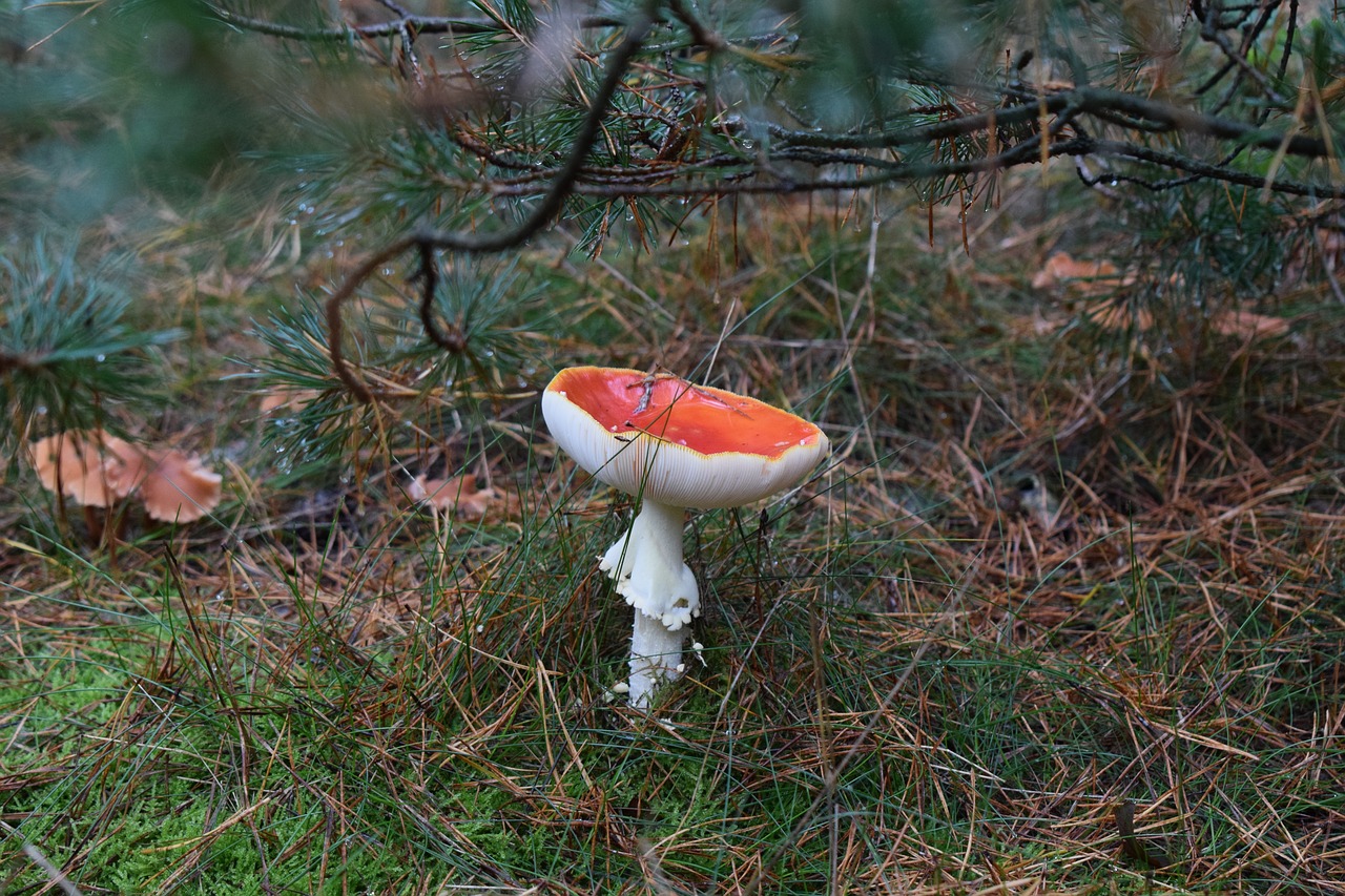 mushroom  nature  forest free photo