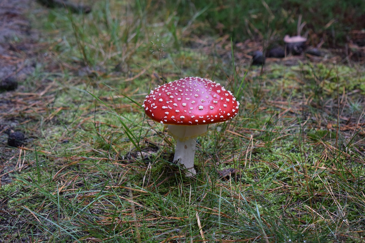 mushroom  nature  forest free photo