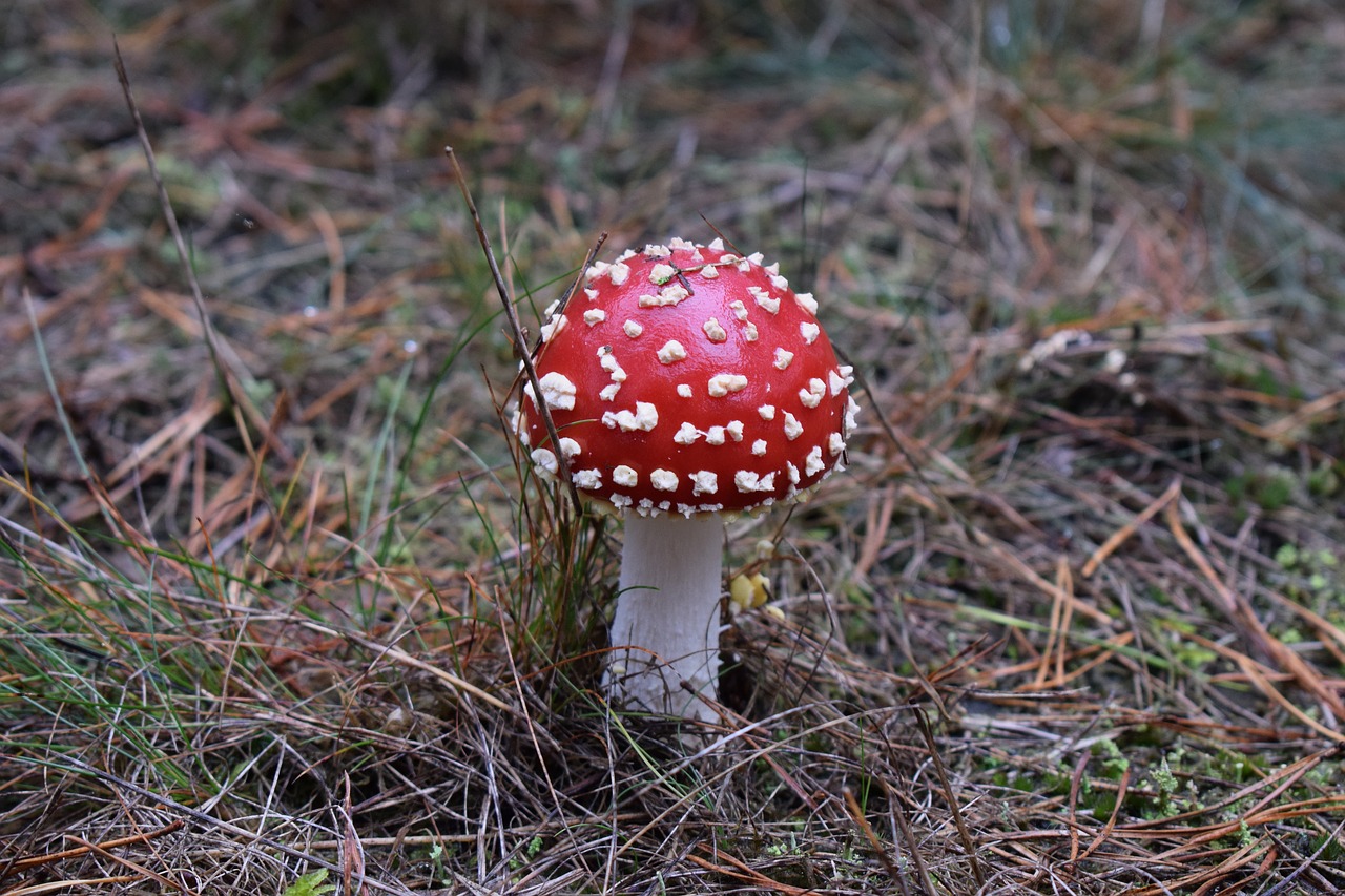 mushroom  nature  forest free photo