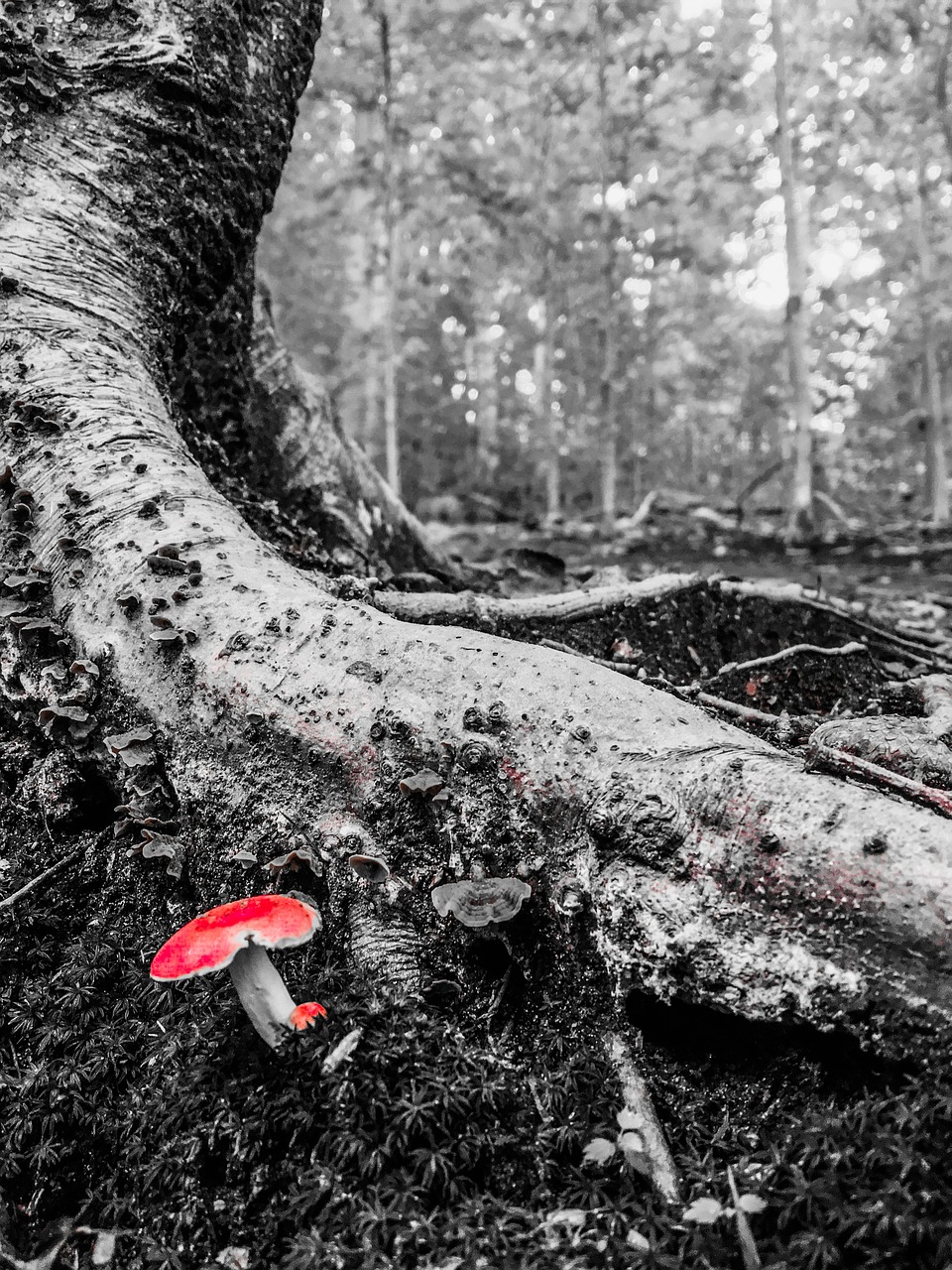 mushroom  tree  red free photo