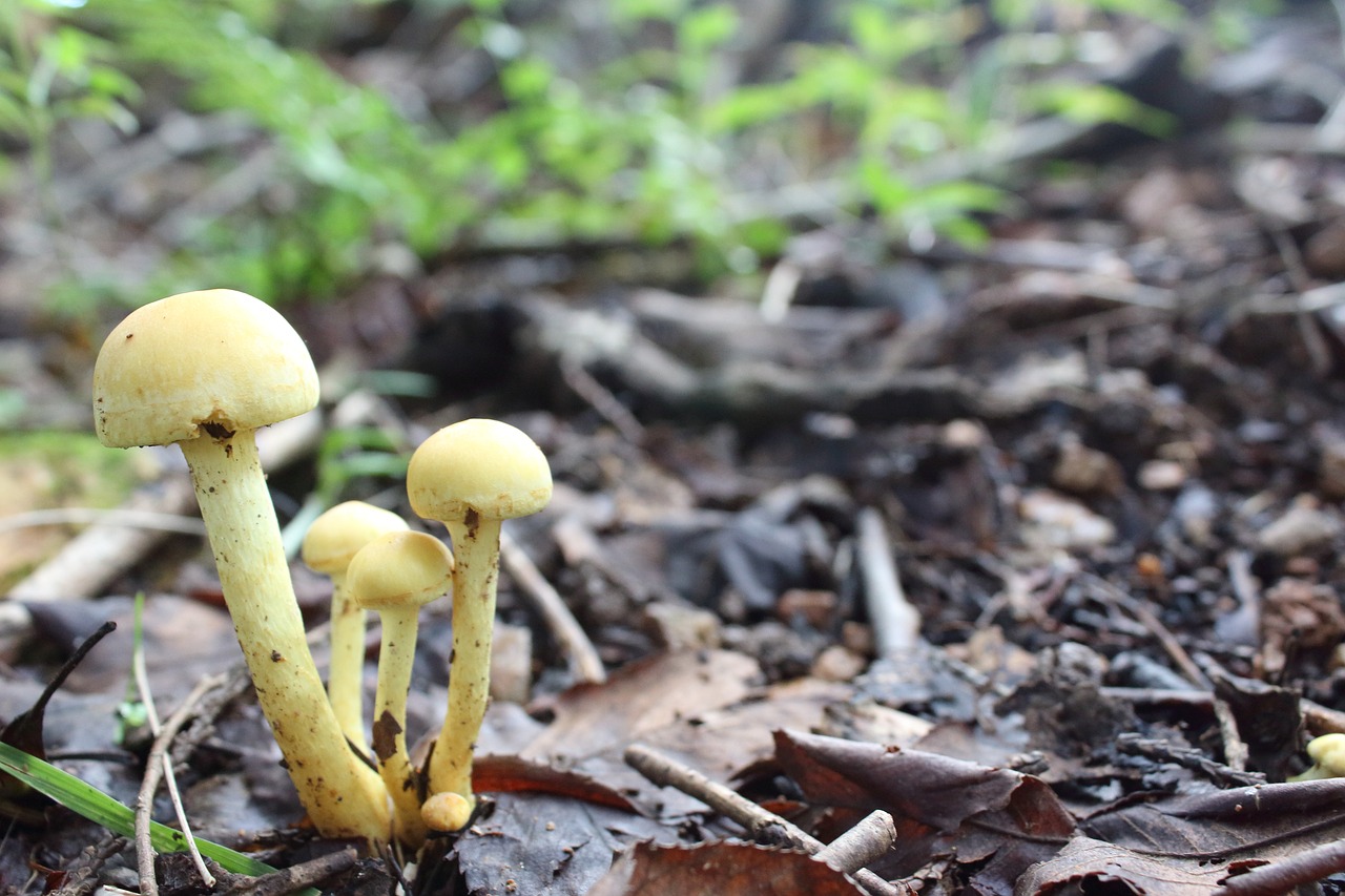 mushroom  nature  forest free photo