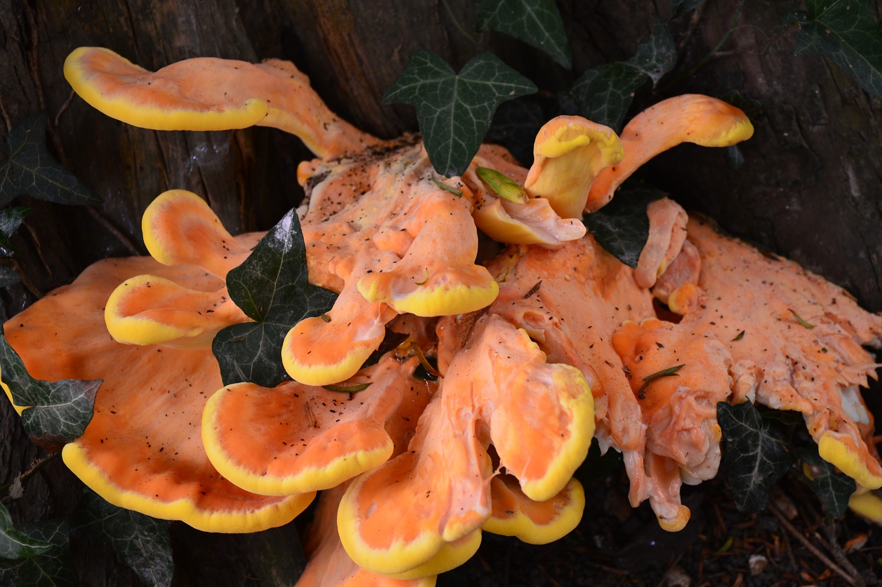 mushroom  fungus  autumn free photo