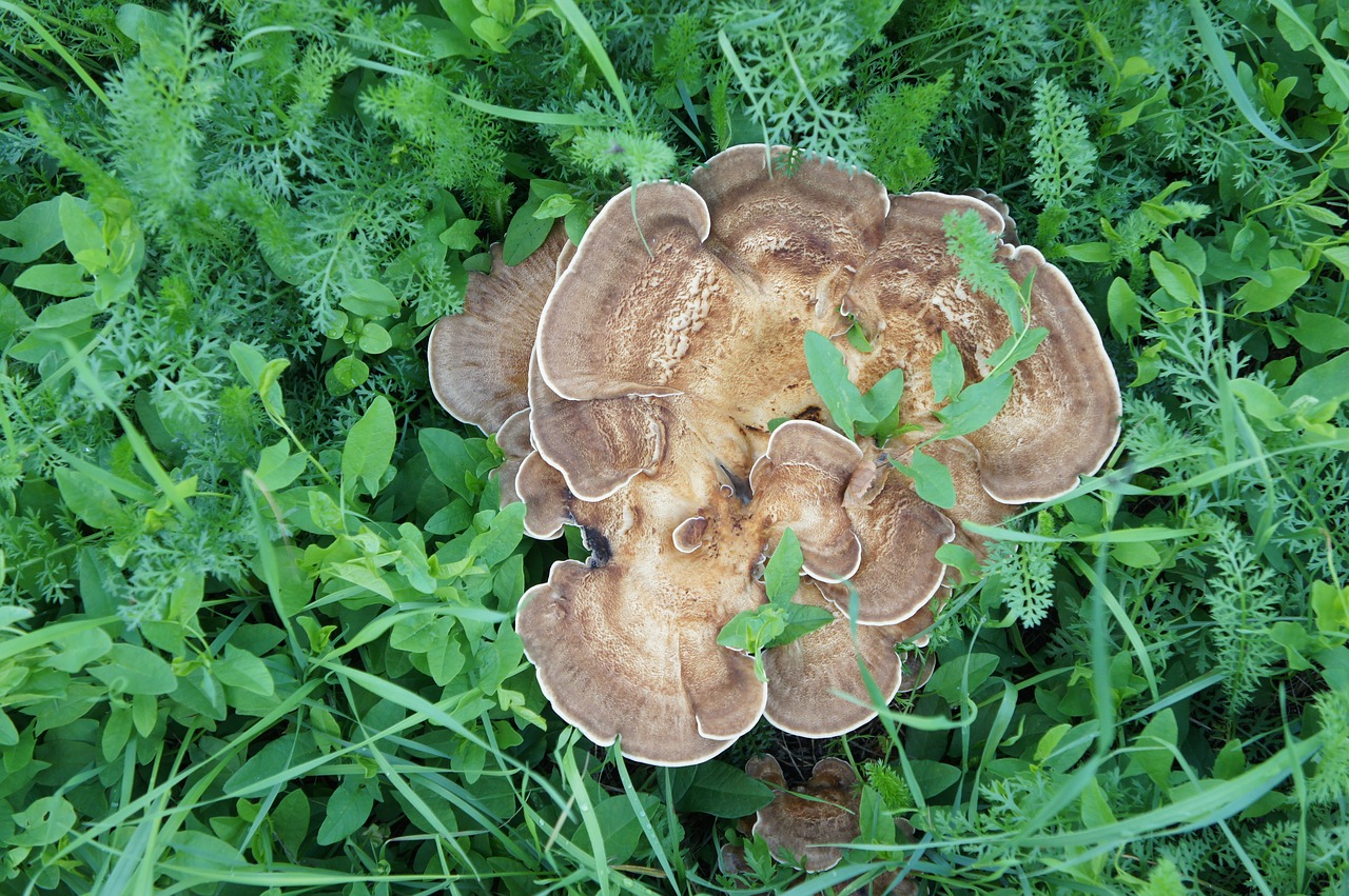 mushroom  grass  plant free photo