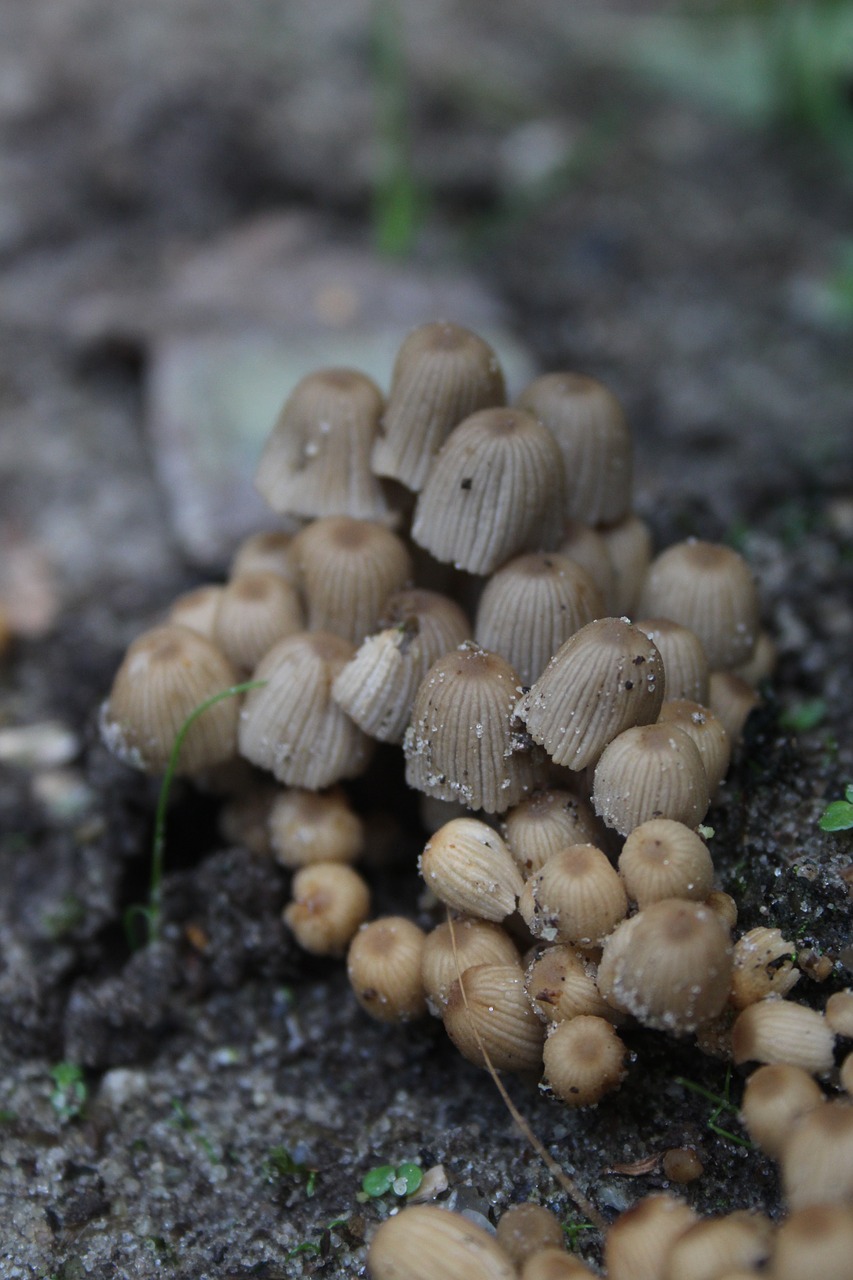 mushroom  little  forest free photo