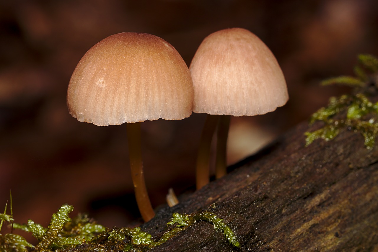 mushroom  autumn  forest free photo