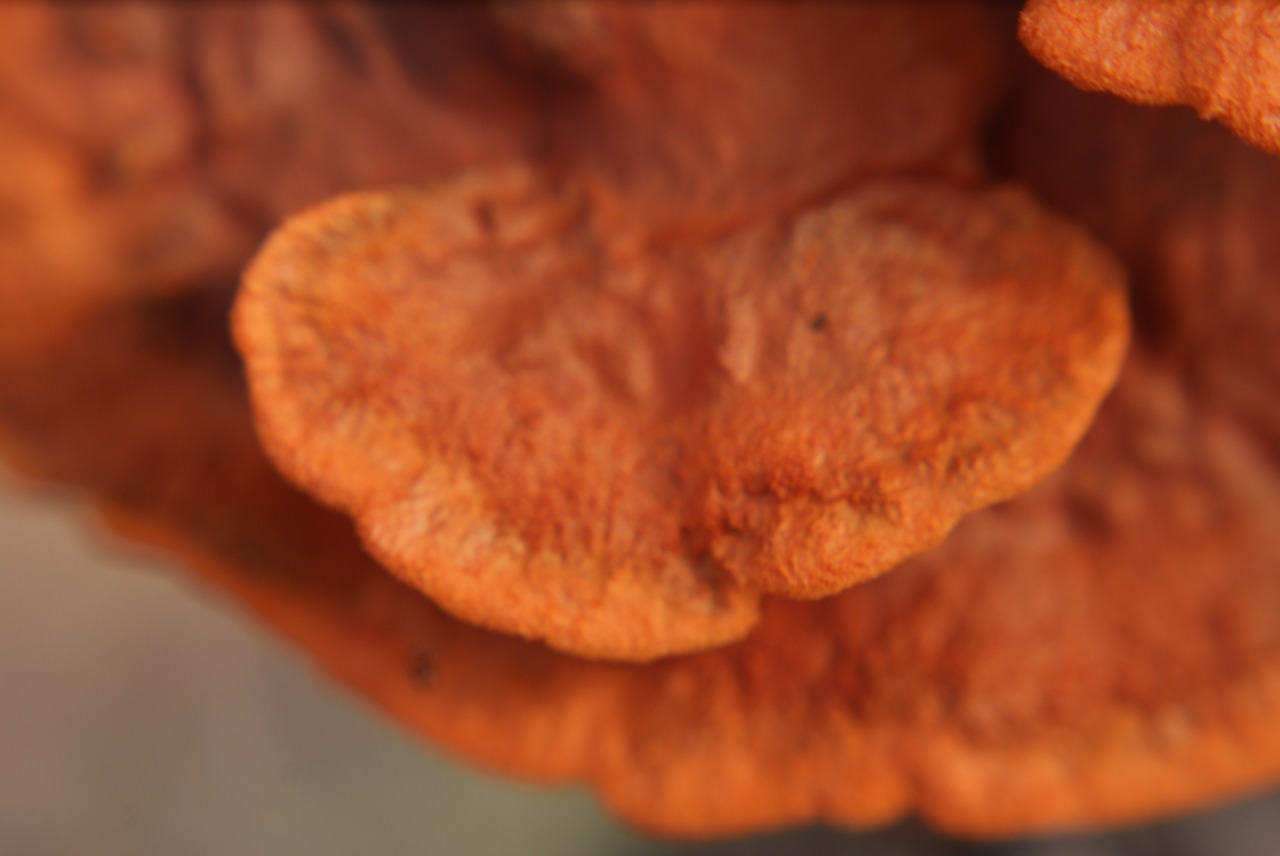 mushroom  fungus  trunk free photo