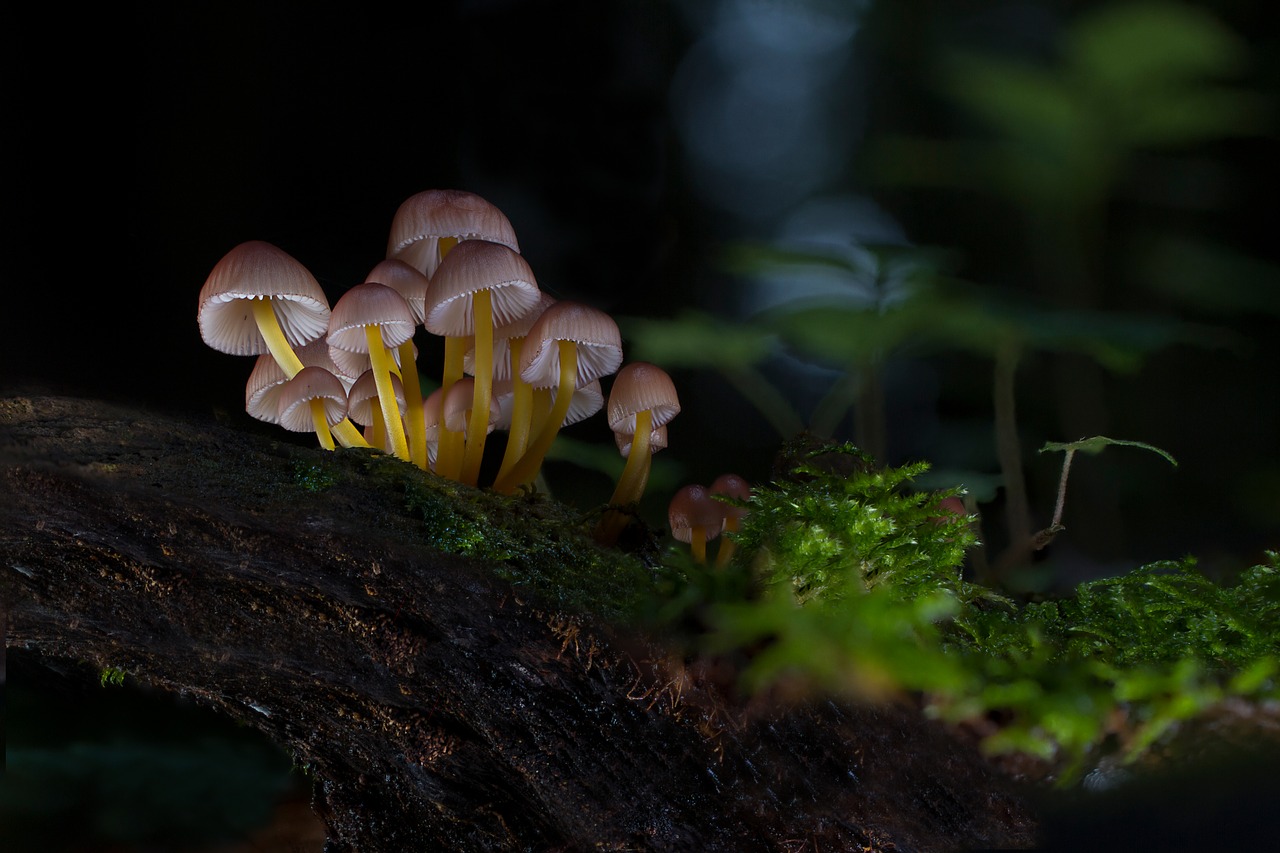 mushroom  mushrooms  sponge free photo
