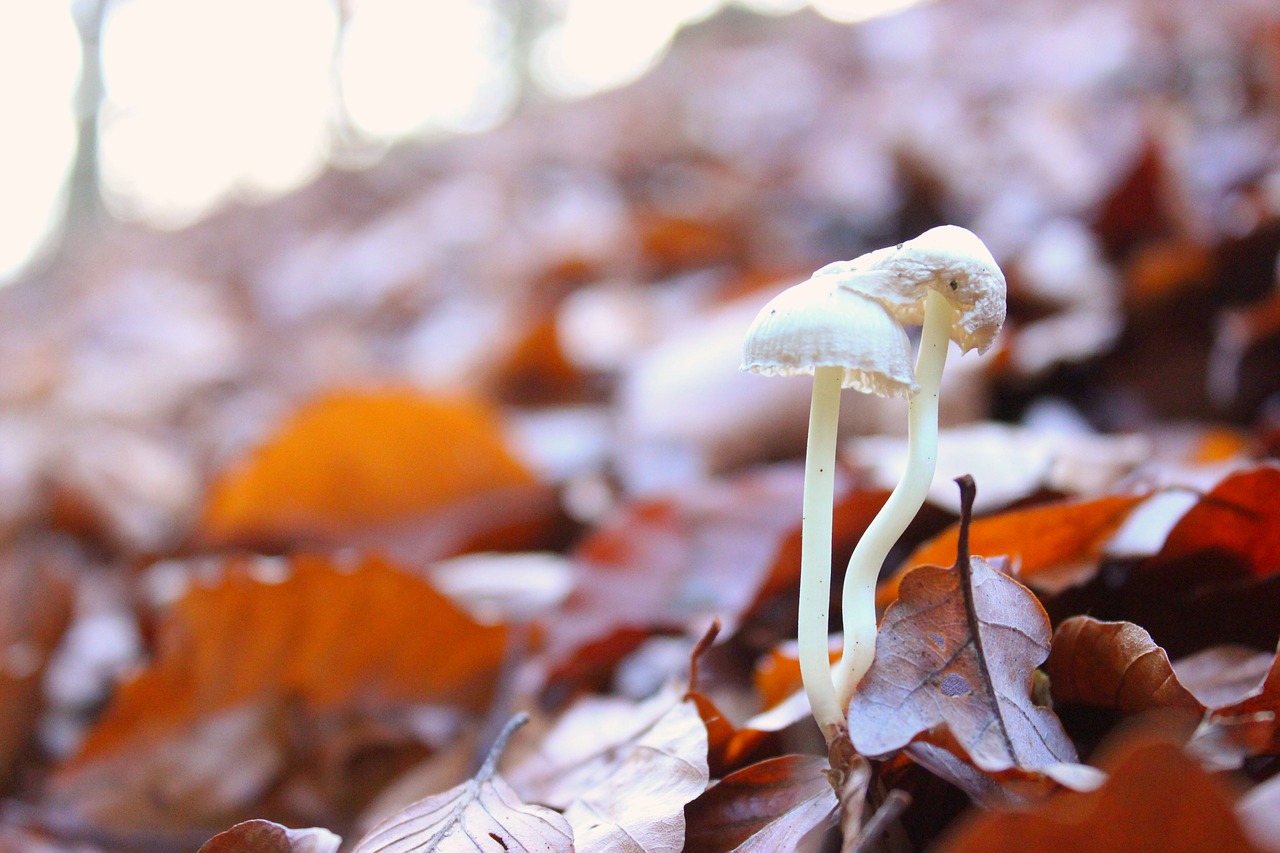 mushroom  leaves  forest free photo