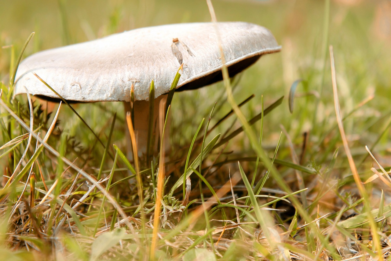 mushroom  grass  macro free photo