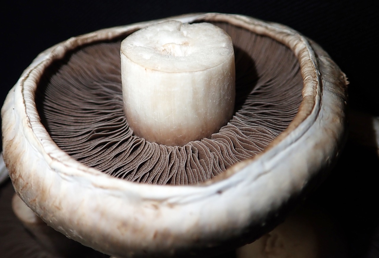 mushroom  vegetable  food free photo