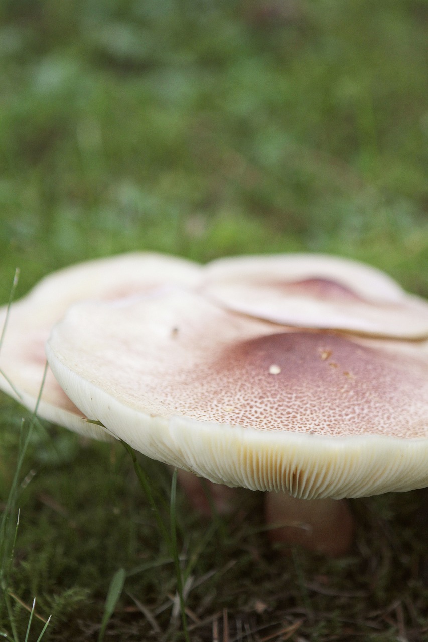 mushroom  fungus  sponge free photo