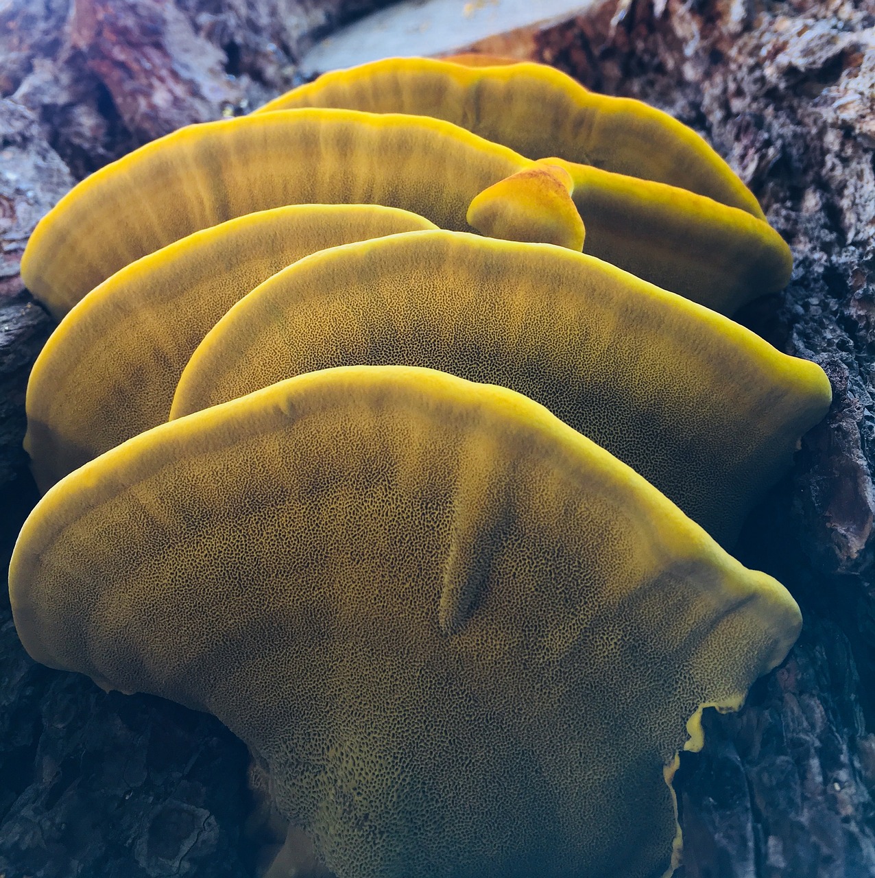 mushroom  yellow  nature free photo