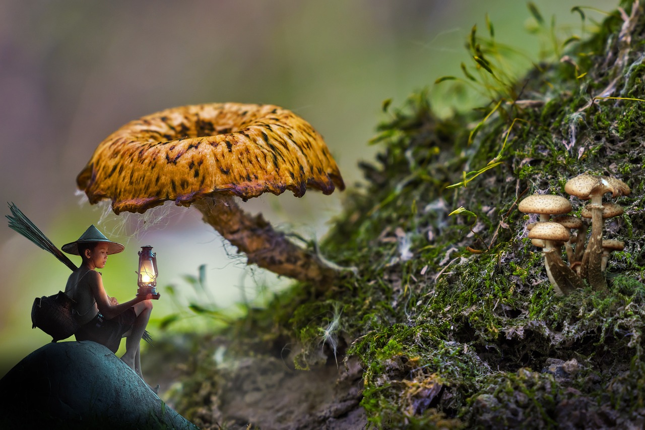 mushroom  fanisty boy  light free photo