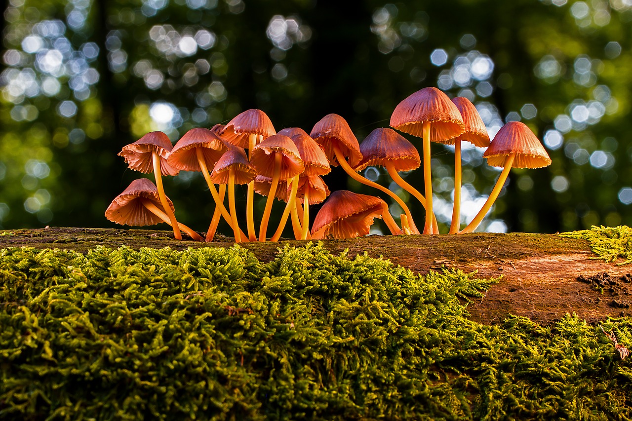 mushroom  mushrooms  agaric free photo