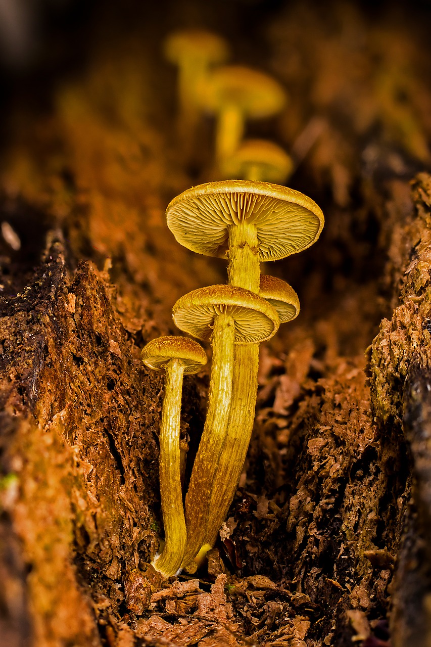 mushroom  mushrooms  agaric free photo