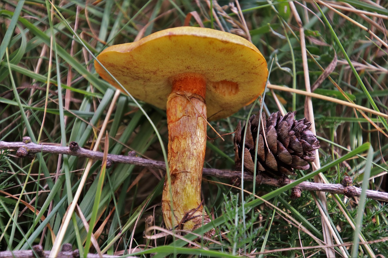 mushroom  in the forest  dry grass free photo