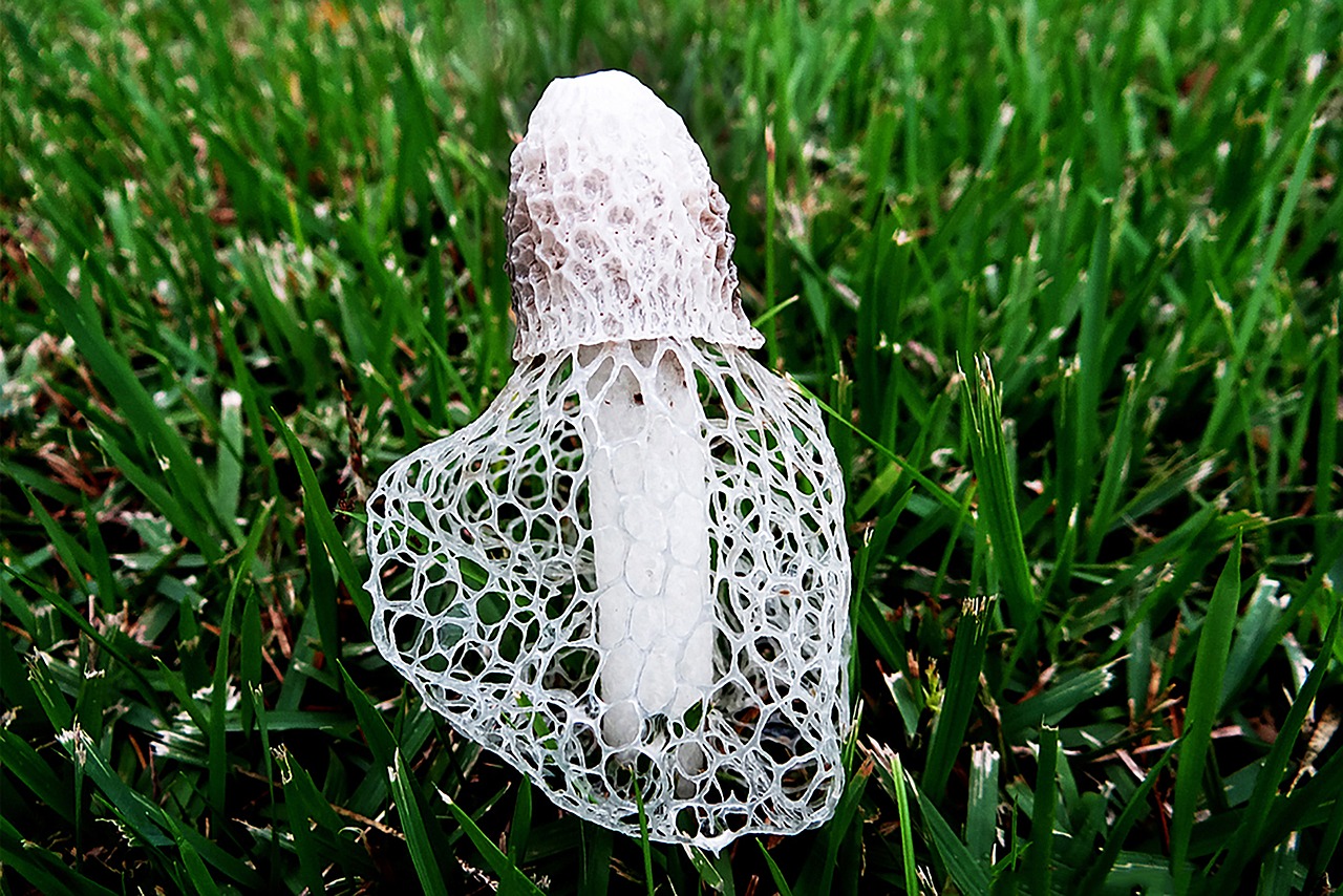 mushroom  white  nature free photo