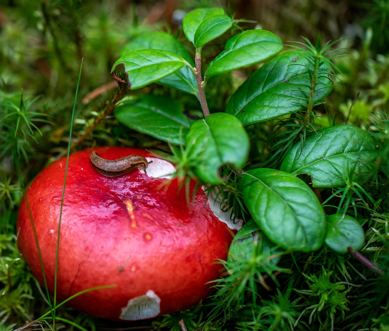 mushroom  russula  slug free photo