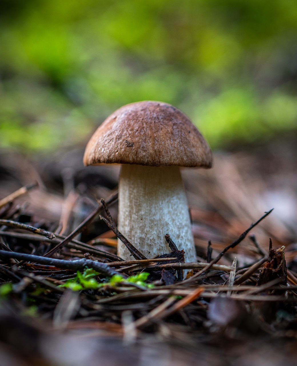 mushroom  forest  autumn free photo