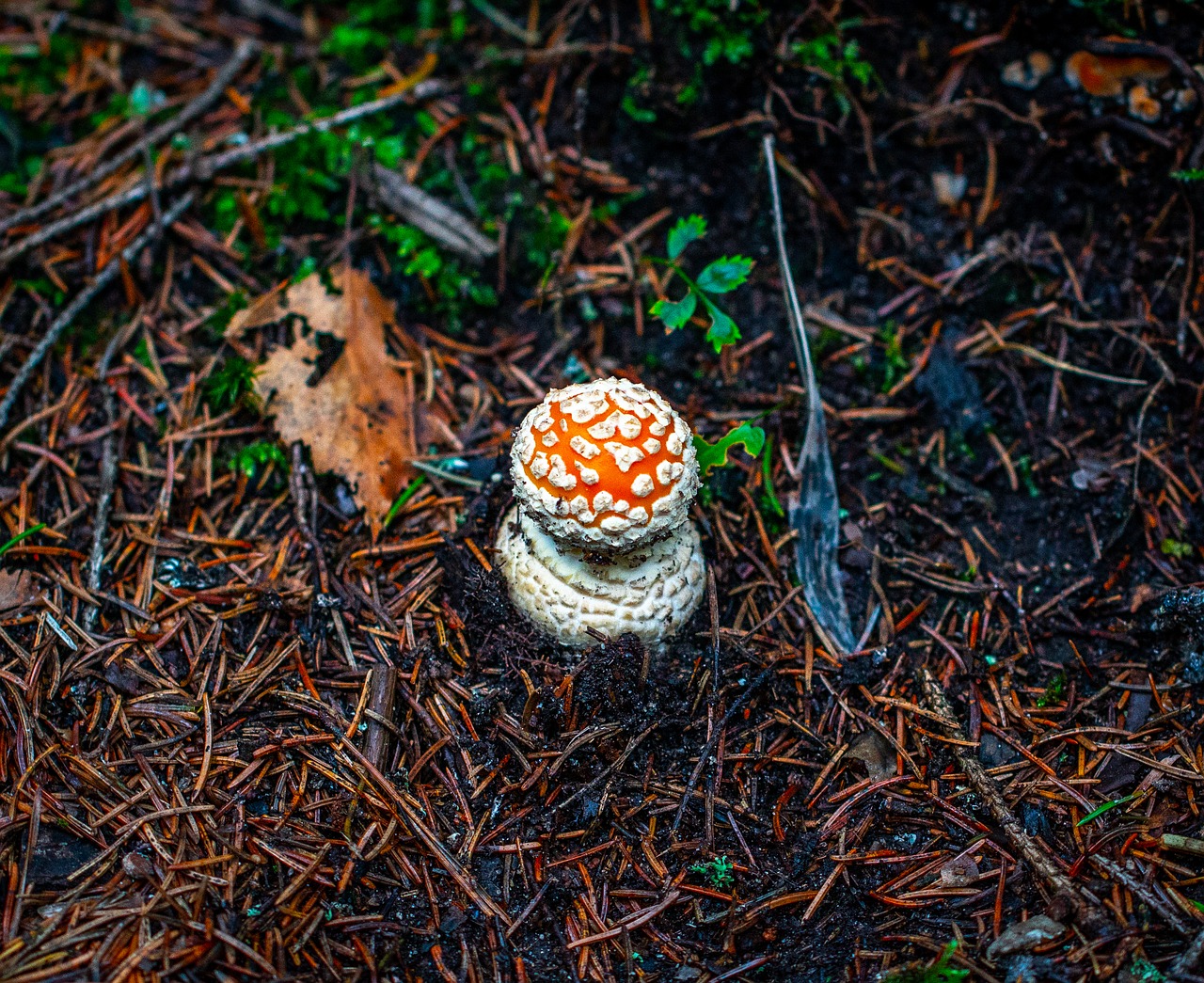 mushroom  forest  autumn free photo