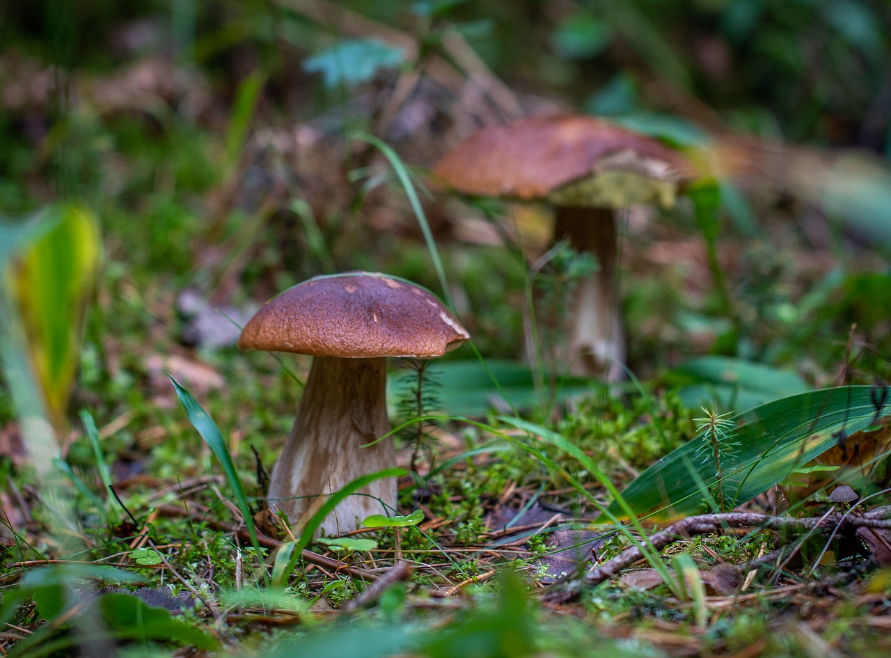 mushroom  forest  autumn free photo