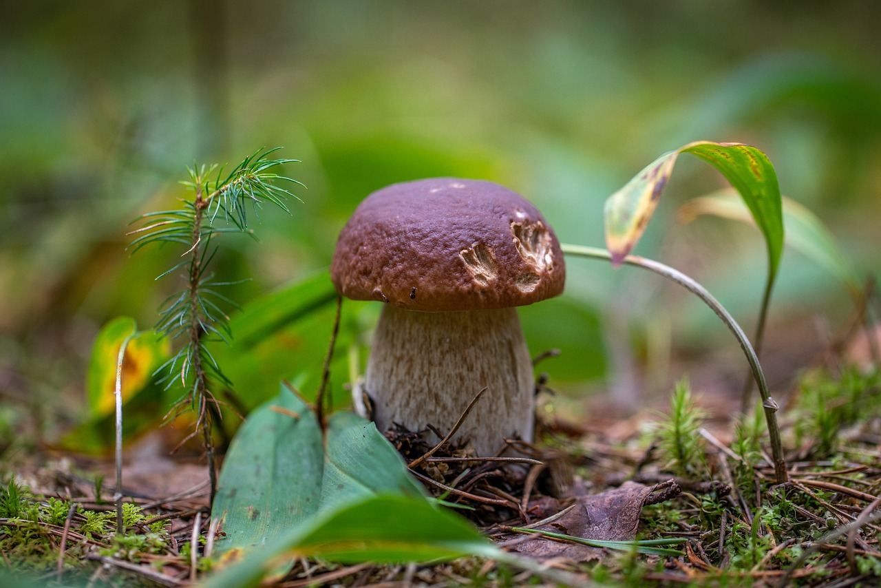 mushroom  forest  autumn free photo