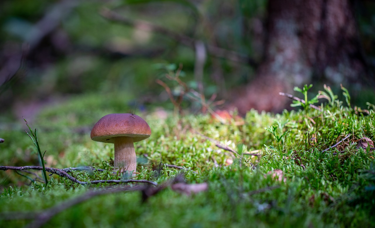 mushroom  forest  autumn free photo