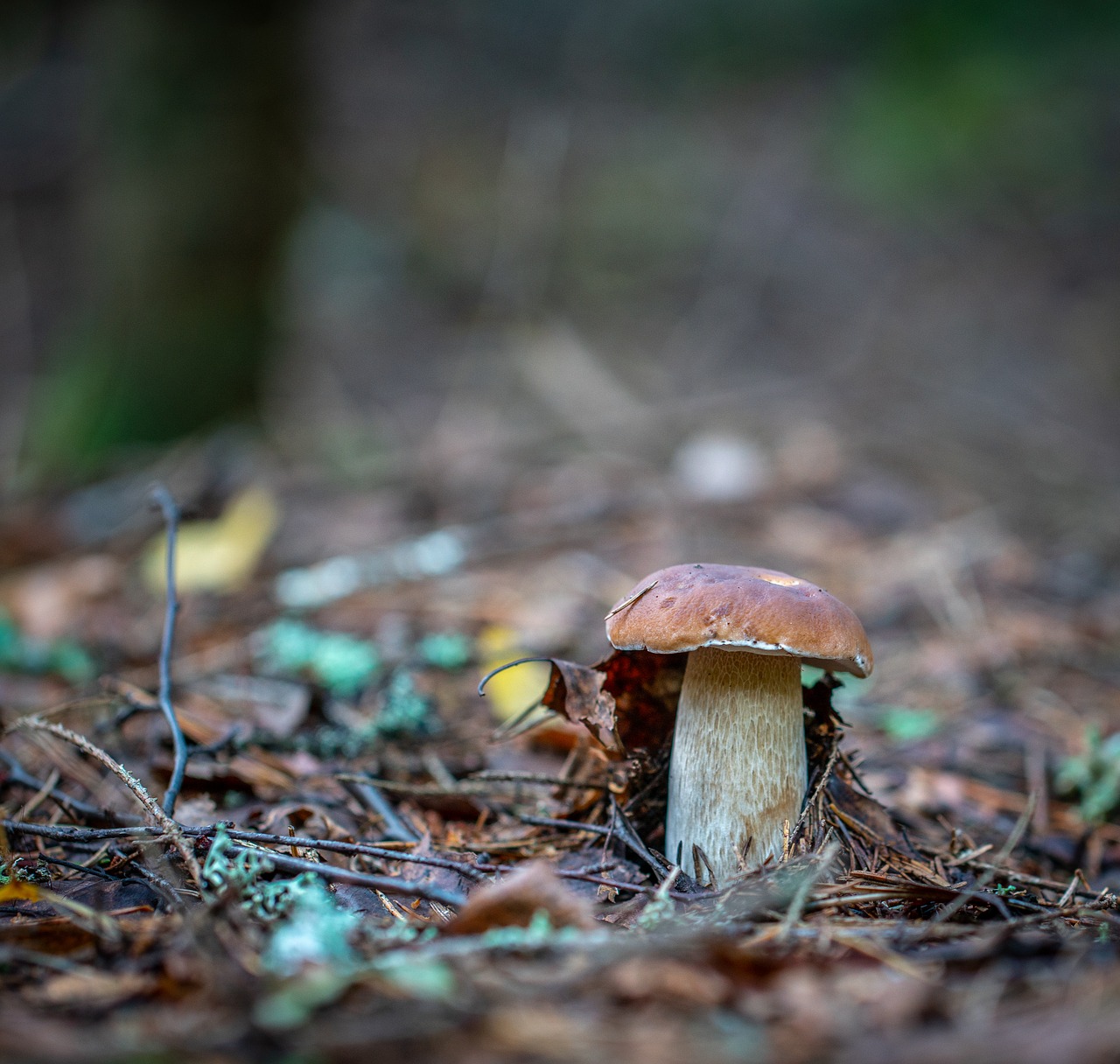 mushroom  forest  autumn free photo