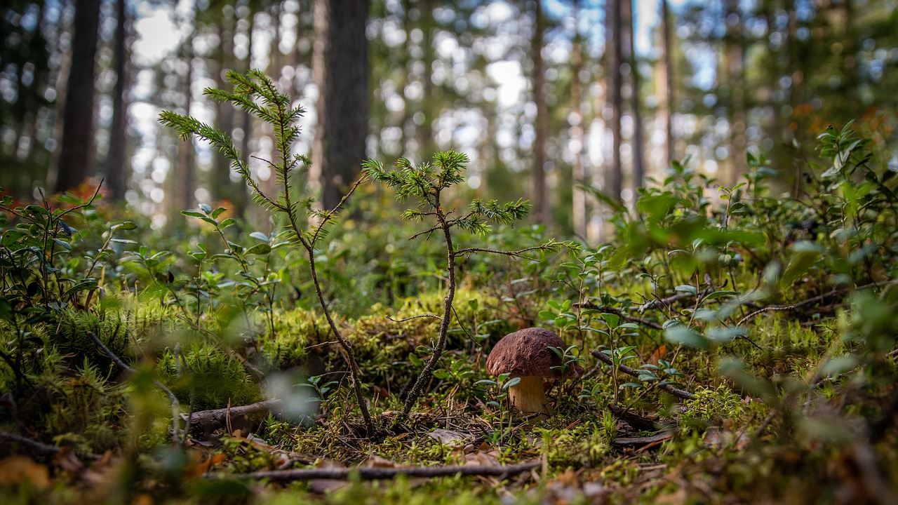 mushroom  forest  autumn free photo