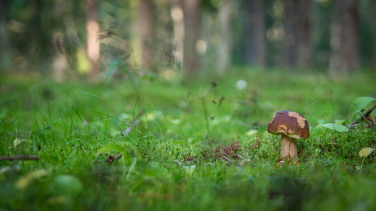 mushroom  forest  autumn free photo