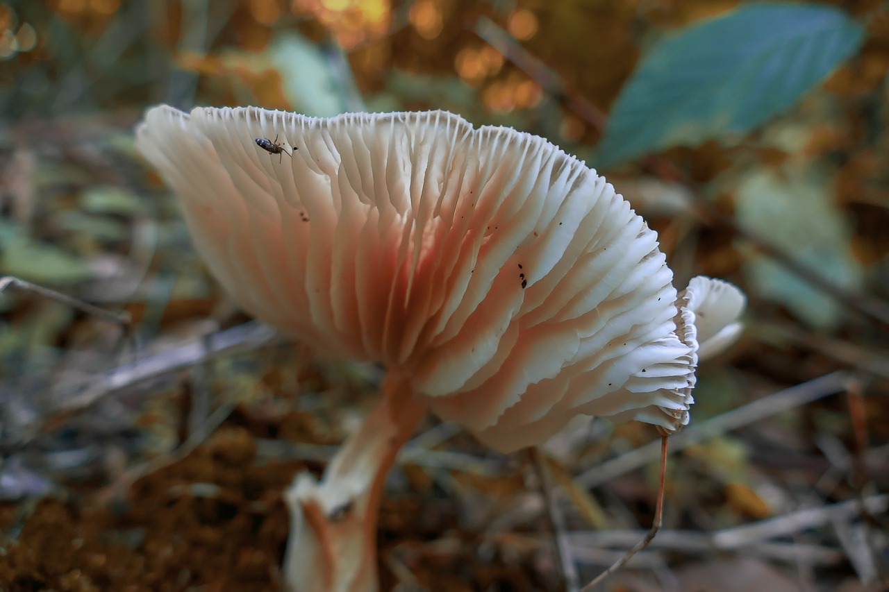 mushroom  plant  nature free photo