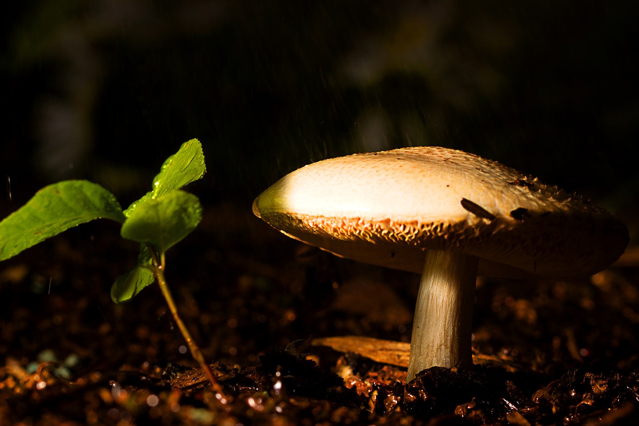 mushroom  ground  nature free photo