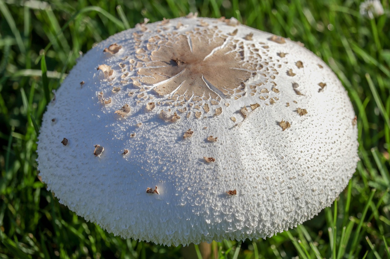 mushroom  grass  fungus free photo