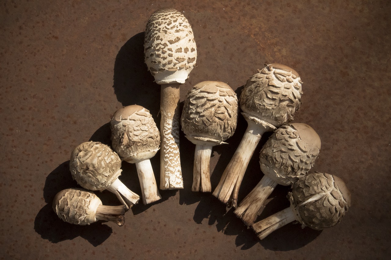 mushroom  boletes  autumn free photo